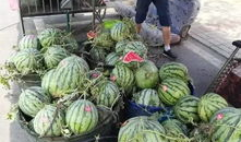 福山网红吃瓜事件,揭秘网络舆论的狂欢与反思